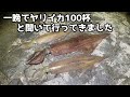 一晩でヤリイカ100杯と聞いて行ってきました