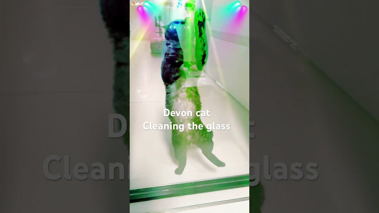 Devon cat Cleaning the glass 德文 擦玻璃 