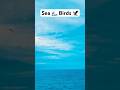 Sea 🌊 Birds 🦅 #youtubeshorts #ship #marchant_navy #seabirds