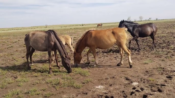 Санкт-Петербургте транссексуалдарды қай жерде кездестіруге болады Толық метражды орыс порно фильмдерін тегін қарау
