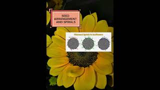 fibonacci sequence and golden ratio part2 #schoolpurposesonly