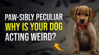 Pawsibly Peculiar: Why Is Your Dog Acting Weird?