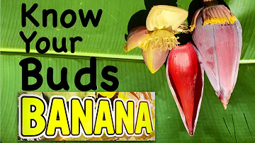 How do you cook or eat banana flowers?