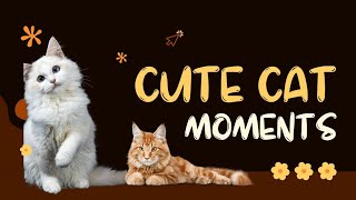Cute Cat Moments: Animated Funny Cats I Recaddix