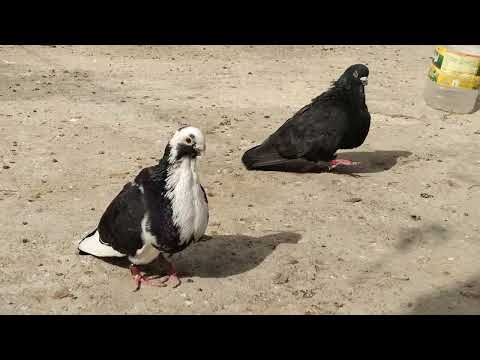 توليعة في العود المحبوب والاحفاد الله يصخر لجميع لاخوان