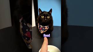 The missing cat mystery, but who is that in the video?!#Shorts #CatMystery #FunnyPets #Shocking