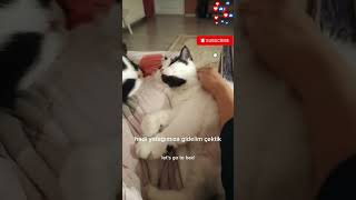 🐈🥰Böyle Uyuyan Kediler Gördünüzmü