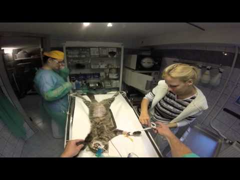 Videó: Mit Jelent A Macskák Sterilizálása?