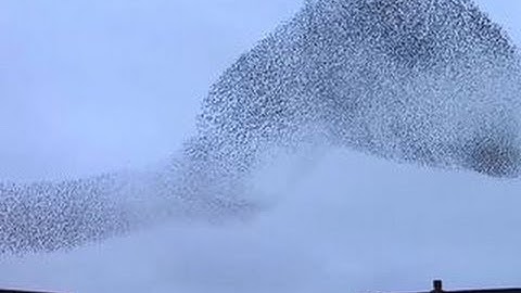 Thousands of birds swarm English village