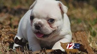 Don't Fall For Online Puppy Scams