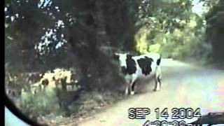 Cow On The Loose.