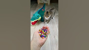 Cat Barsik 🐊 Beads 🌈 Reverse video #marblerunandmore #cat #reverse