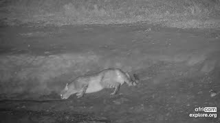 Nervous African Wild Cat takes a sip. Nkorho: Oct 20 2022, 2:15 AM SAST