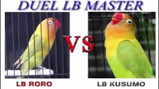 BIKIN GEGER DUEL LOVEBIRD MASTER KUSUMO vs RORO