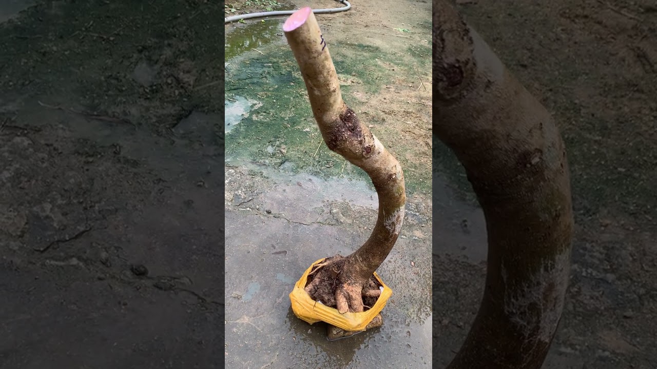 phôi giá rẻ gl ae ngày 25 tháng 1 zalo.lh0395897353