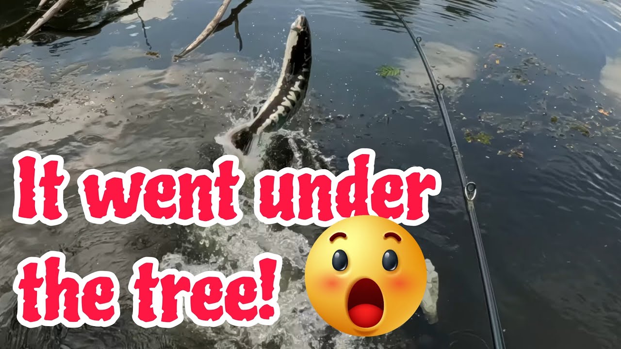 Risky close quarters toman fishing 4K UHD