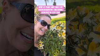 How to Plant and Care for Rhododendrons (Including Azaleas) in Clay Soil