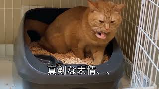 【猫のトイレ】飼い猫がトイレをしていたのでじーっと観察してみた by Cats stop time 9 views 3 months ago 2 minutes, 10 seconds