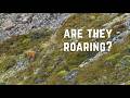 Early Roar Stag Hunt! Chamois &amp; Stags | New Zealand