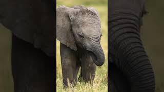 A young elephant using its trunk!