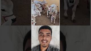 छोटी गौ माता#जय गौ माता #duet #duet #yourhelp #emotionalsong #funny #helpthemfoundation #reaction