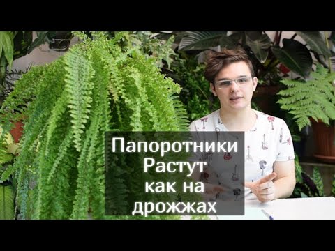 Как вырастить Папоротник Часть 1 ? ЗАКРЫТАЯ СИСТЕМА/Какие сорта в моей коллекции