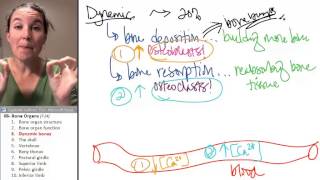 Bone Organs 3- Dynamic bones