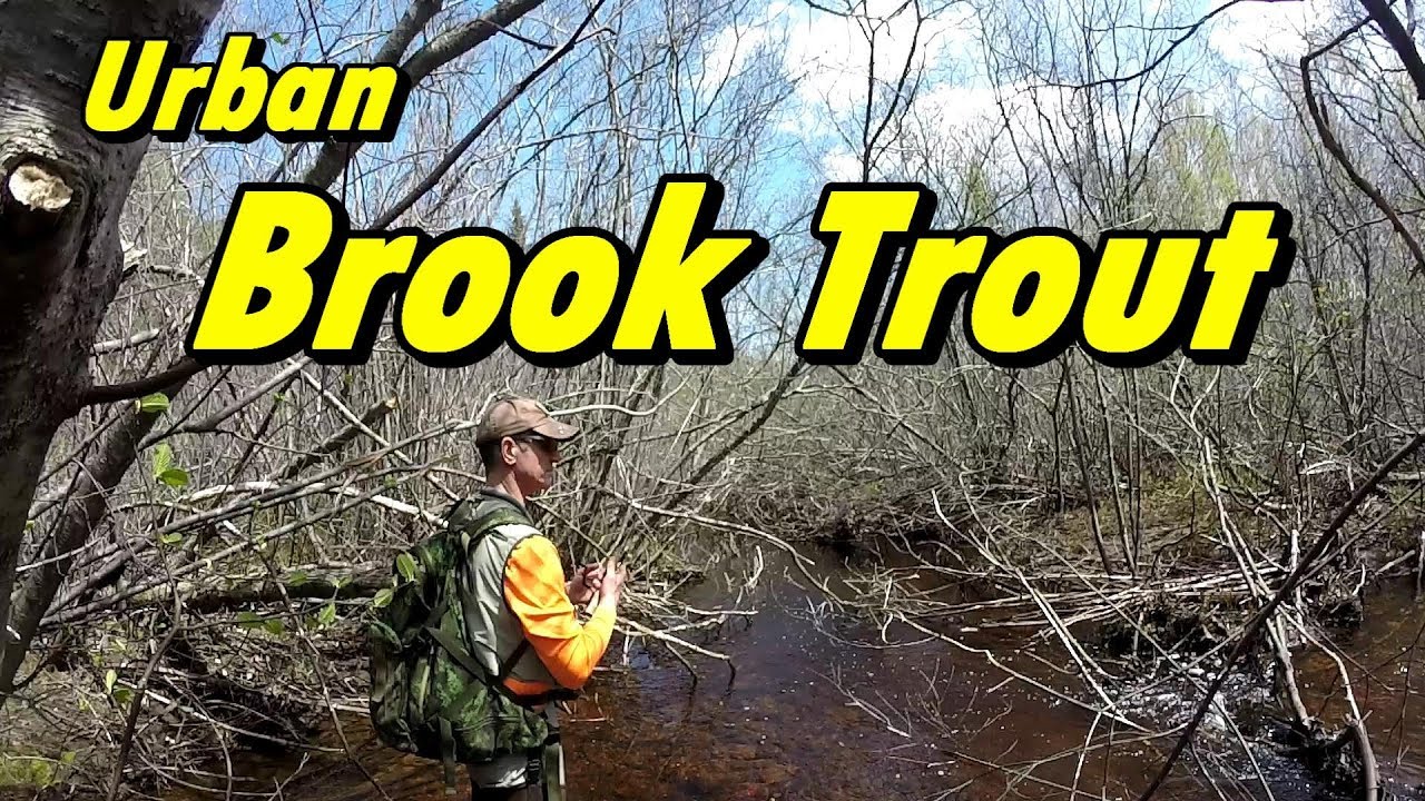 Urban Brook Trout Fishing New Brunswick Canada2019 YouTube Urban Brook Trout Fishing New Brunswick Canada2019 YouTube
