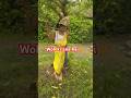 ଜନ୍ମାଷ୍ଟମୀ ଅଭିନନ୍ଦନ⭕‼️⭕ #jayshrikrishna#shorts#trending#viral#youtubeshorts