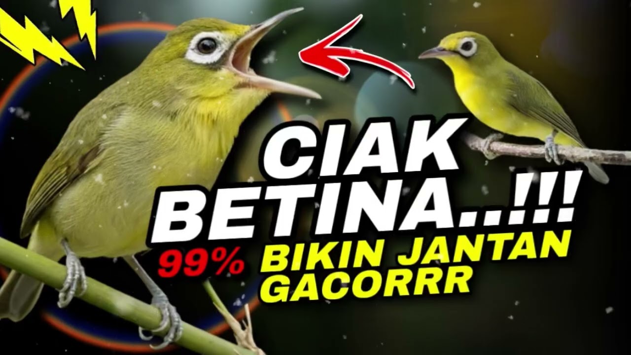 Ciak Ciak Kecial Kuning BETINA Ampuh Bikin Kecial JANTAN GACORRR‼️