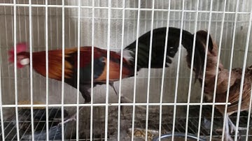 Gà rừng rặc thuần sau 2 tháng lồng