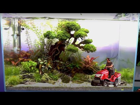 Vidéo: Qu'est-ce qu'une plante Aqua Bonsai ? En savoir plus sur les bonsaïs sous-marins