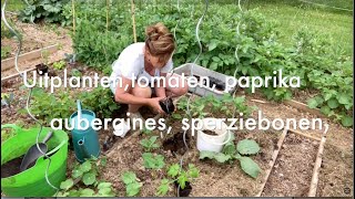 Ini's Moestuin #143 Mei: tomaten, paprika, aubergine, sperziebonen, mais uitplanten & rondje tuin.