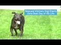 Cherry Was Rescued From a Dog-Fighting Ring And We Gave Him His Best Day Ever! | DOG'S BEST DAY