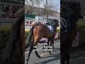 Gin Coco is DEFINITELY from the Harry Fry Racing yard! Look at those quarter marks 😍