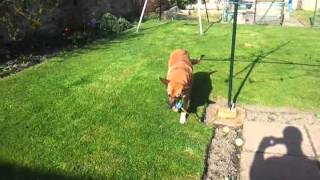 Malinois Dog Playing