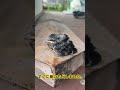 つばめの赤ちゃん4匹とも巣立ちました🎵#燕の巣