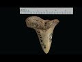 Ruthton, MN, ~ 8000BC,  Shark Tooth &amp; Mystery Island