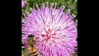 #freeiran #nature #adventuretourism #iran #flowers