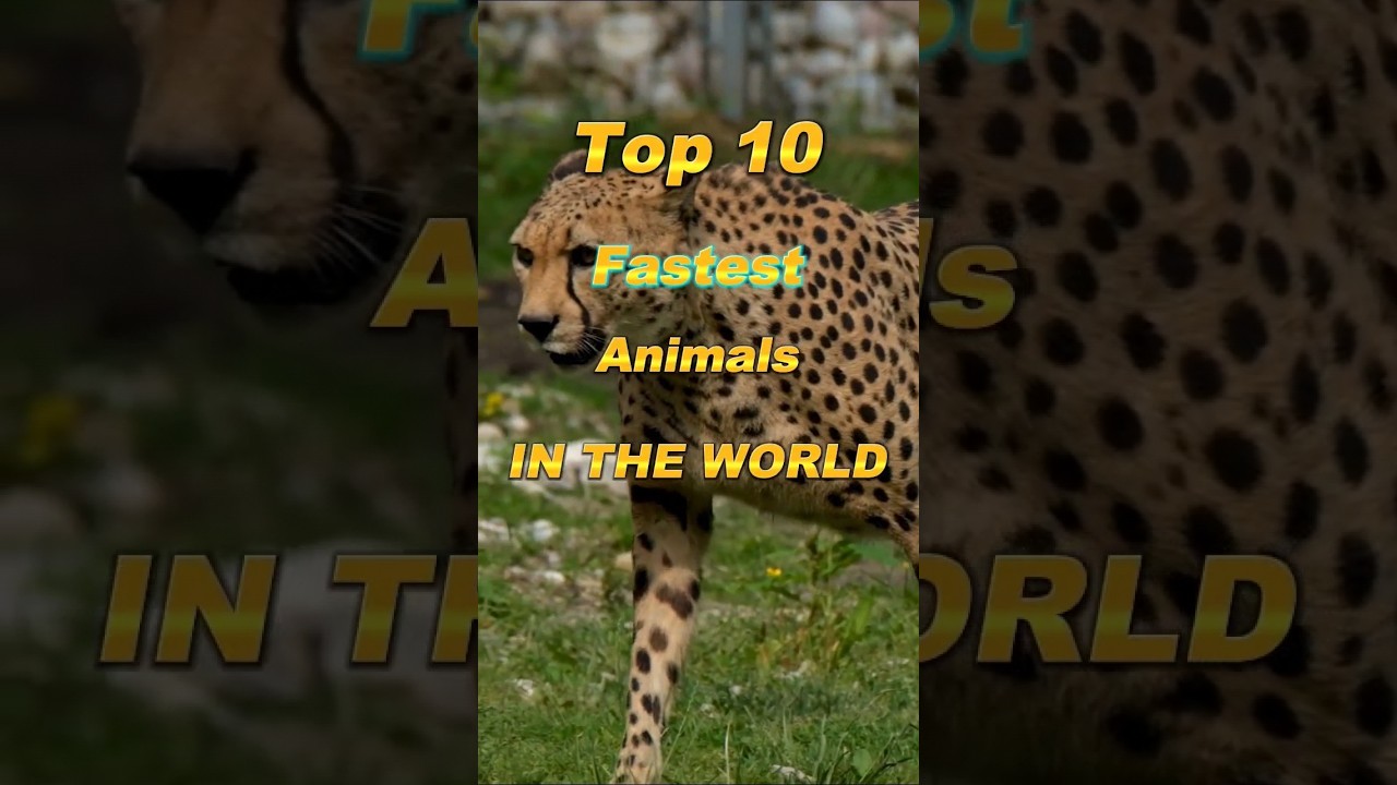 Top 10 Fastest Animals IN THE WORLD 🌍🌎 #top10 #animals #animalshorts