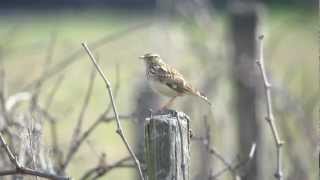 Chant de l'alouette lulu - Woodlark singing (Lullula arborea)