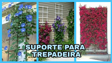 Como desenvolver uma trepadeira?