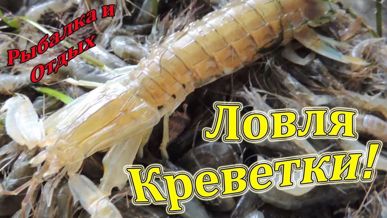 Ловля креветки в приморском крае Ловля креветки в приморском крае