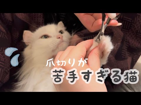 猫たちのつめ切り【アメリカンカール 】【ノルウェージャン】【猫】【爪切り】