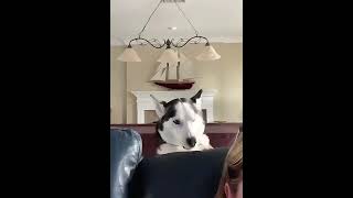 Funny dog compilation #dog