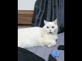 猫咪铃声#猫 #猫唱歌 #AIcat #catvideos #ai
