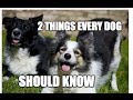 The 2 Most Important Things Every Dog Should Know The 2 Most Important Things Every Dog Should Know