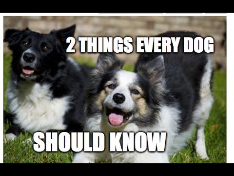 Video: Nytt til hundeselskap? 5 viktige ting å vurdere