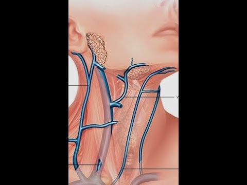 Vidéo: La veine jugulaire doit-elle être visible ?