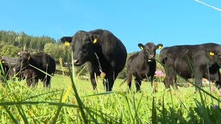 „Black Angus“: Schotten-Rind aus dem Mühlviertel